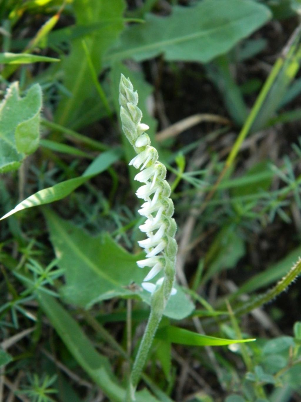 Spiranthes spiralis: riassunto...